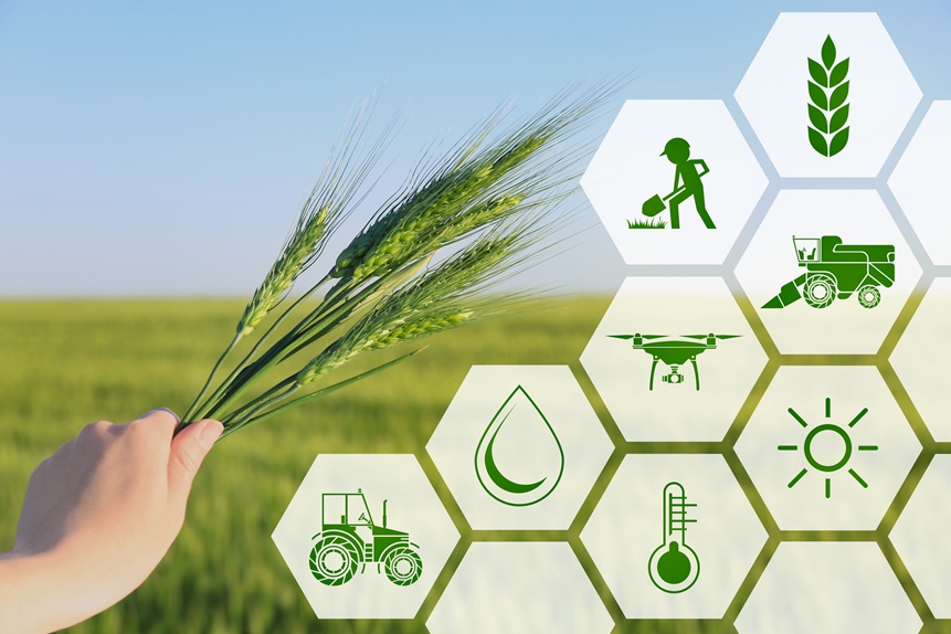 bigstock-Woman-holding-wheat-spikelets–200795602